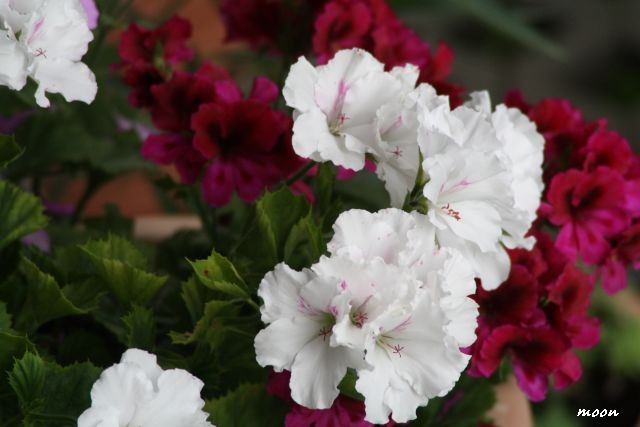 engleska pelargonija